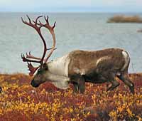 ЖИЗНЬ НА РАЗНЫХ БЕРЕГАХ