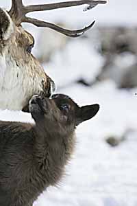 ИДЕТ МАССОВЫЙ ОТЕЛ