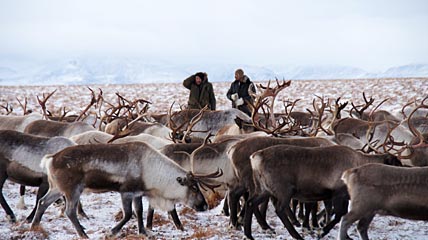 ХИЩНИКИ ПОДБИРАЮТСЯ К СТАДУ