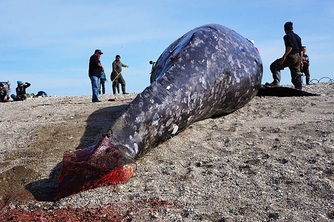 «Вскрытие» расскажет