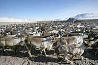 ПЛЕМЕННАЯ РАБОТА –  ЗАЛОГ  РАЗВИТИЯ ОТРАСЛИ