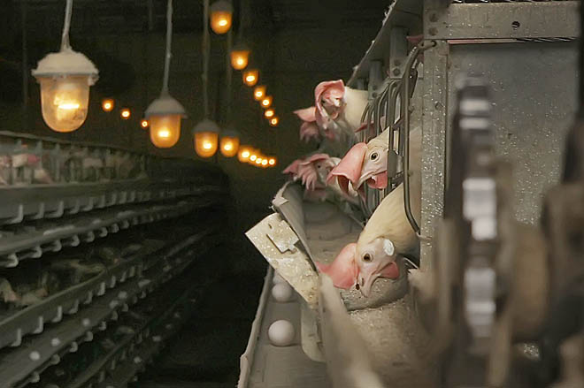 Куры летят на рассадку