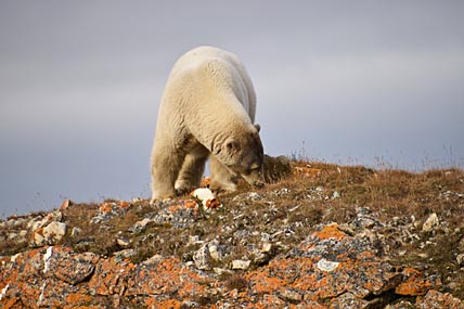 УПИТАННЫ И ПОСЧИТАНЫ