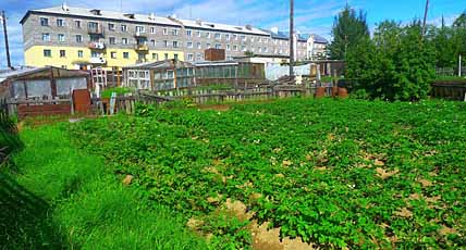 ЗЕЛЁНЫЕ ПЕРСПЕКТИВЫ ВЕЧНОЙ МЕРЗЛОТЫ