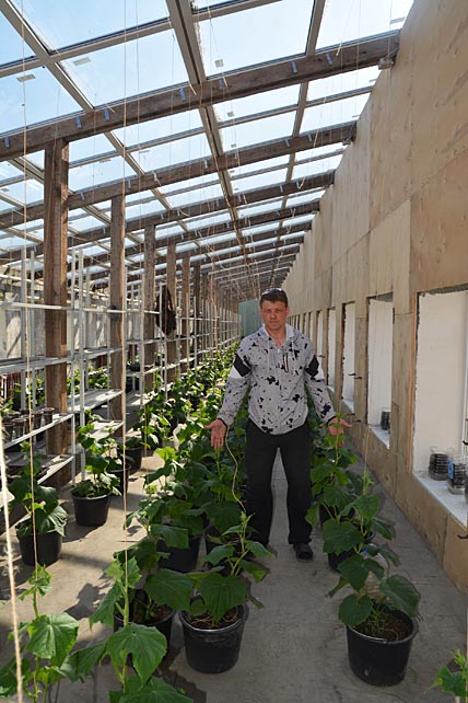 СЕВЕРНЫЙ ОВОЩ ТЯНЕТСЯ ВВЕРХ