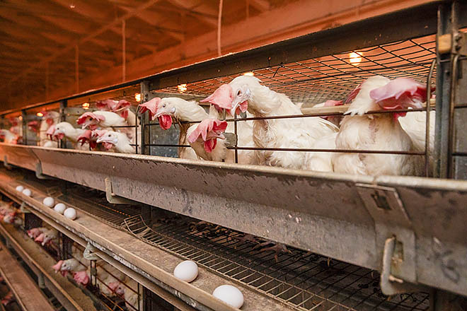 Куры разнесутся осенью