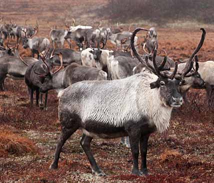 НОВЫЙ ОЛЕНЬ «ВОЗРОЖДЕНИЯ»