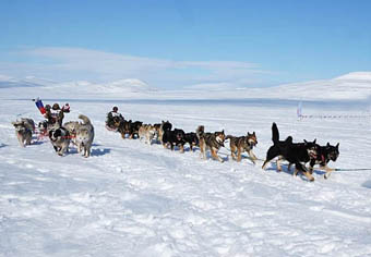 Традиционная многодневная гонка на собачьих упряжках «Надежда» стартует 29 марта в Инчоуне
