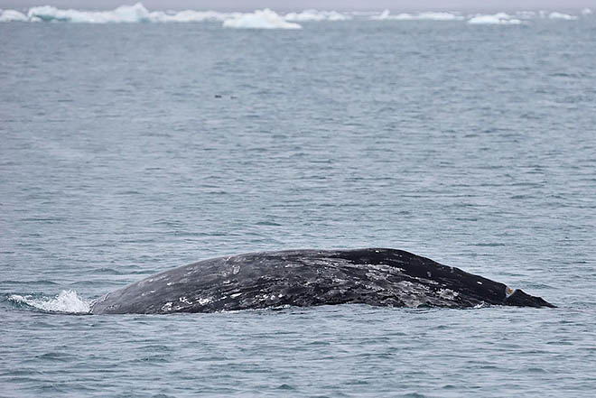 О китах рассказали в Москве