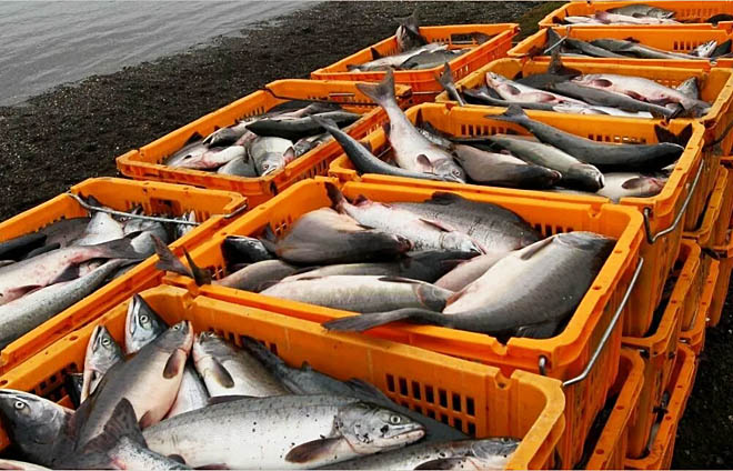Экспорт рыбопродукции с Дальнего Востока с начала января побил рекорд 2019 года