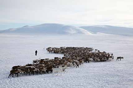 «АМГУЭМА» ОТБИВАЕТ ОЛЕНЕЙ