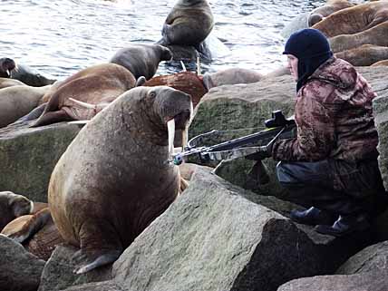 МОРЖИ ИДУТ НА СЕВЕР