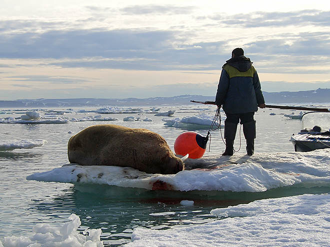Кому на Чукотке моржей мало