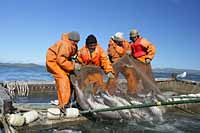 ПОСЛЕДНИЙ ВСПЛЕСК