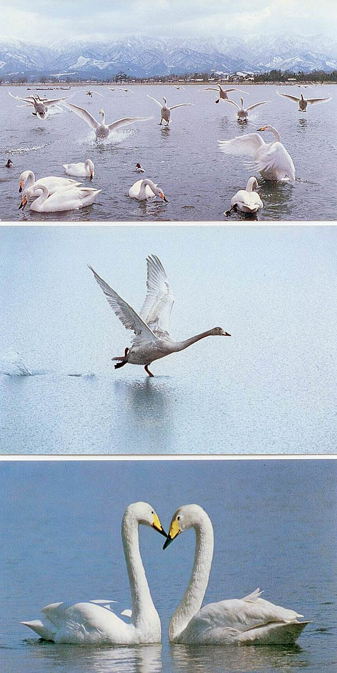 Летят, повинуясь инстинкту