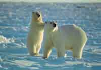 МЕДВЕДЯМ – ЗАБОТУ, ЛЮДЯМ – РАБОТУ