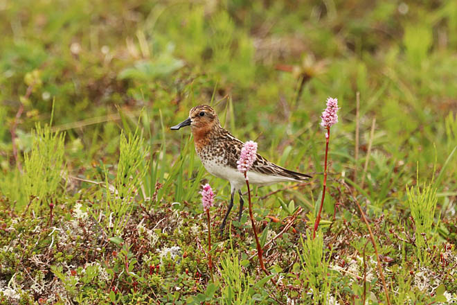 Камчатская находка