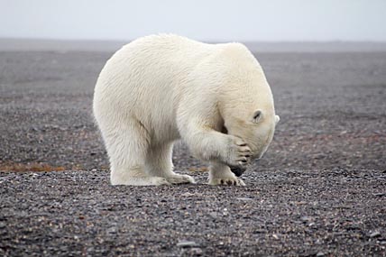 ЖЕСТОКАЯ АРКТИКА  БЕЗ ПРИКРАС И РОМАНТИКИ