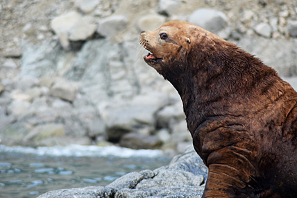 МОРСКОЙ ЛЕВ СОХРАНЯЕТ СПОКОЙСТВИЕ