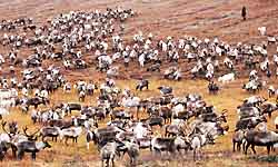 БЕРИ РОГА В СВОИ РУКИ!