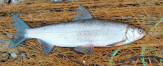 Краснокнижного велено беречь