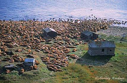 МОРЖИ НАПЕРЕЧЁТ