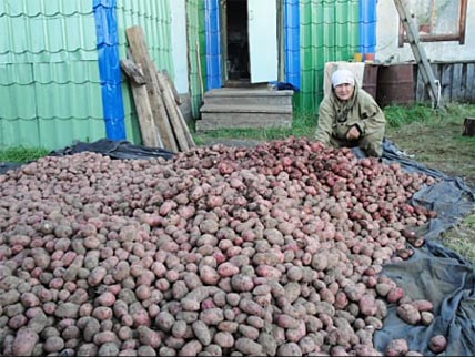 ВАЕГИ СВОИМ КАРТОФЕЛЕМ ДОВОЛЬНЫ