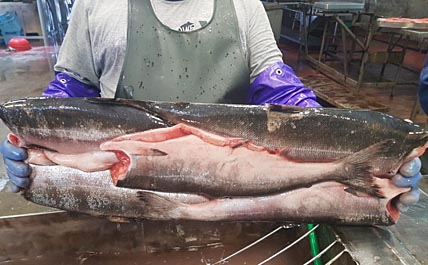 «ВИЛЕЙ» ГОТОВ ВЗЯТЬСЯ ЗА ЛОСОСЯ