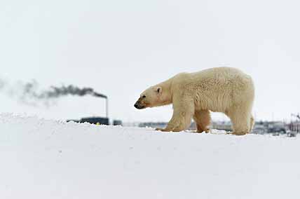 СТРАНЫ АРКТИКИ ОБСУДИЛИ ОХРАНУ ЕЁ ХОЗЯИНА