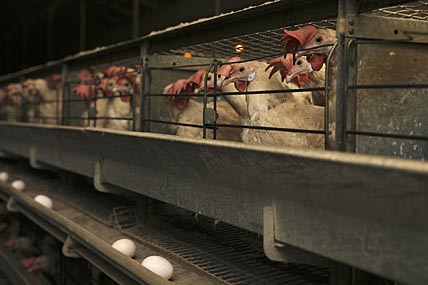 ФАБРИКА «СЕВЕРНАЯ»  ЗАЙДЁТ В ЛАВРЕНТИЯ