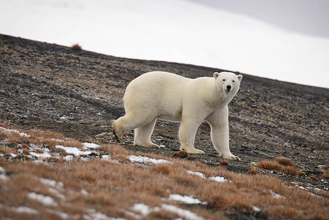 Каждый умка на счету