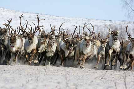 ПЛЕМЕННОЙ ЗАДЕЛ «ВАЕЖСКОГО»