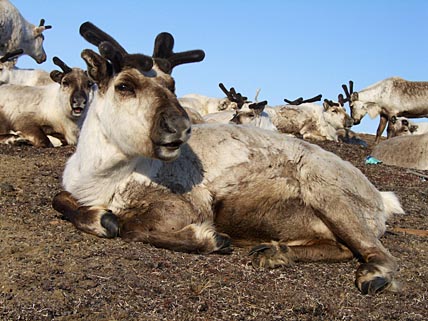 ЗА ЧТО ТОНКОШЁРСТНЫХ БЬЮТ