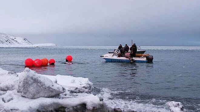 Специалисты оленеводства и морзверобойного промысла не будут привлекаться к частичной мобилизации