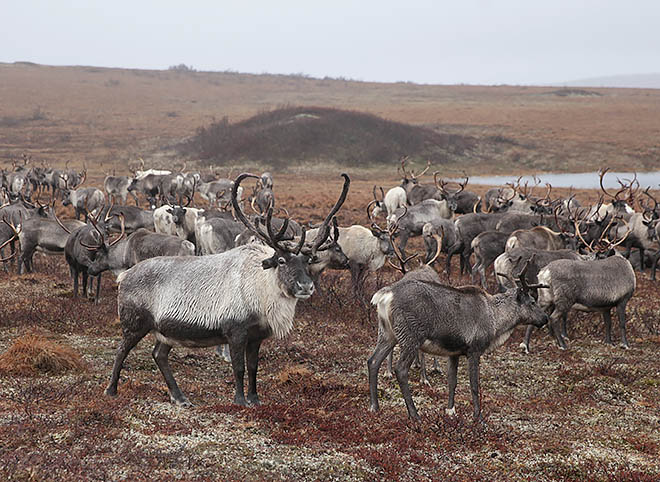Оленеводство несёт потери