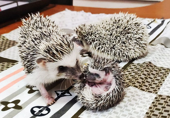 Африканские ёжики плодятся в Заполярье