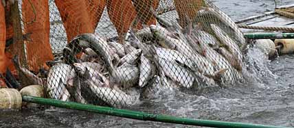 ЛОСОСЕЙ ПОДЕЛИЛИ