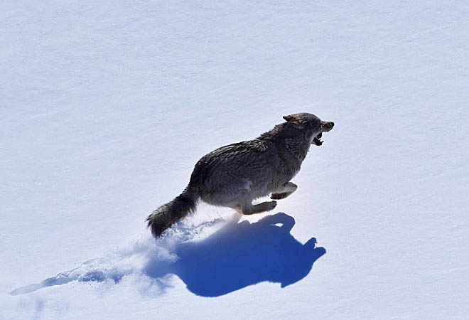 Как пресечь травёж