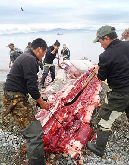«ДАУРКИН» УДАЧНО НАЧАЛ СЕЗОН