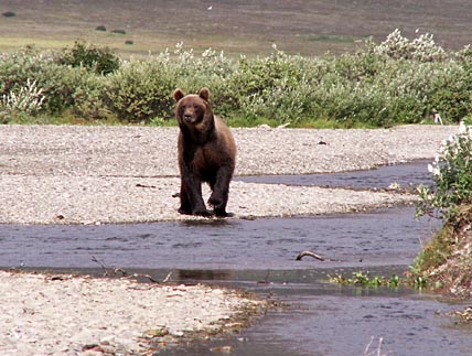 ХИЩНЫЕ ЗВЕРИ ИДУТ НА СЕВЕР