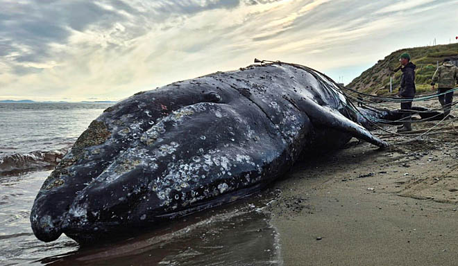 «Наука» сделала выводы