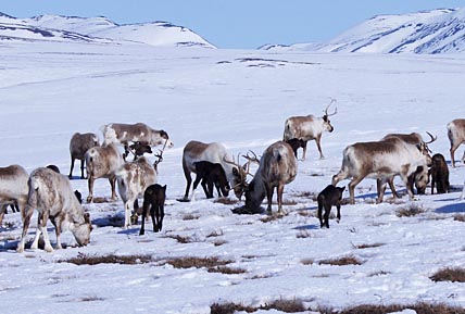С ТЕЛЯТАМИ – НА ЛЕТНИЕ МАРШРУТЫ