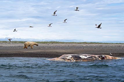 БЕЛЫЙ МЕДВЕДЬ  НА РУССКОЙ КОШКЕ