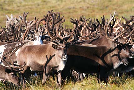 БОЛЬШАЯ СТРОЙКА ЗАКИПИТ НА ПАЛЯВААМЕ