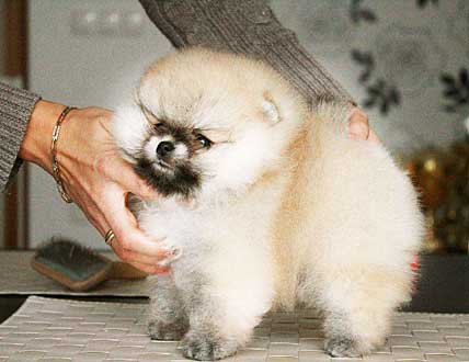 БЕЗ ДЕНЕГ, БЕЗ СОБАКИ, БЕЗ ПАРИКА