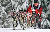 «ЗОЛОТО» ВНОВЬ У ЧУКОТКИ