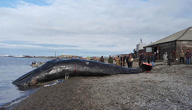 В День кита