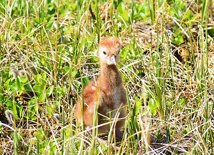 ПЕРНАТЫЕ ОБЖИВАЮТ НОВЫЕ МЕСТА