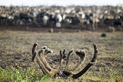 БИТЬ СОБИРАЮТСЯ МЕНЬШЕ?