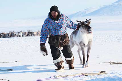 ЧАУНСКИЕ ОЛЕНИ ДОСТАВИЛИ ХЛОПОТ